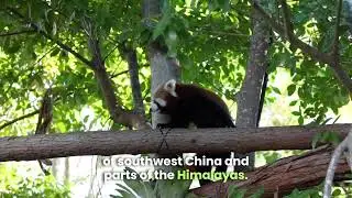 China Wildlife Pandas Tigers and Endangered Species