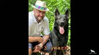 German Shepherd From Puppy to Adult Dog