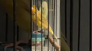 Smart Mastering For Young Canaries #canary #canario #canarias  #galerikenariindonesia
