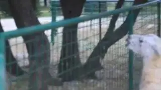 Spitting Fight:  Human vs Llama