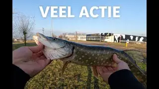 SHORT SESSIE #2 Keiveel actie op de jerkbait || snoekvissen