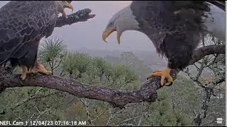 AEF NEFL Eagles  💗 Gabby Signals & Initiates Attempted Mating With V3 💗 12.4.23