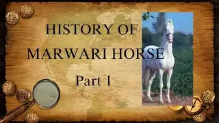 Marwari Horse History - part 1