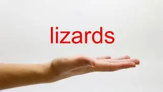 How to Pronounce lizards - American English