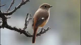 ジョウビタキ (♀) ① 4K /  Daurian Redstart (female)
