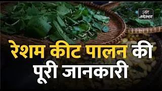 रेशम कीट पालन की पूरी जानकारी, कब और कैसे करें शुरूआत || How Silk is made from Silkworms