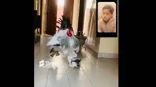 HUGE BRAHMA ROOSTER very excited and running #BRAHMA #ROOSTERS #viral #reaction