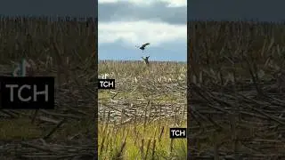 Brown Hare Va Goshawk #youtubeshorts #animalhunting #hunting #gopro #wildlife