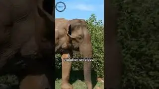 Nature's Fight Back - How Tusklessness Might Save African Elephants