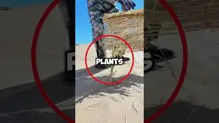 From absolute desert to an amazing forest transformation 😎 #transformation #Plants