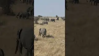 Gentle Giants on the Move: Kruger Park Elephant Herd in Action #safariafrica #wildlife #safari