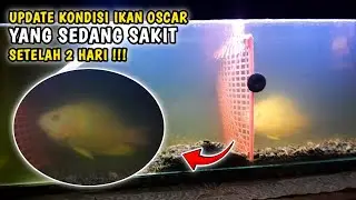 KONDISI IKAN OSCAR TIGER ALBINO YANG LUKA PARAH DI HAJAR IKAN GABUS / CHANNA STRIATA SETELAH 2 HARI