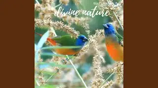 colorful birds