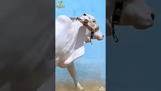 Presenting 