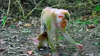 monkey funny video, bibi is very hospitable, cute baby monkey, monkey funny video