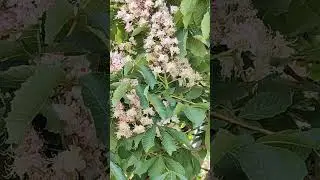 CHESTNUT TREE BLOOMS IN MOSCOW. КОНСКИЙ КАШТАН ЦВЕТЁТ В МОСКВЕ.