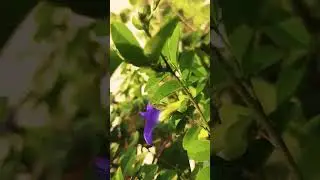 How to water plants in balcony #Drip irrigation। #automatic watering