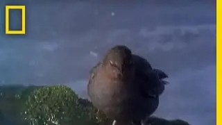 Underwater Diving Bird | National Geographic