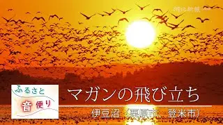 ふるさと音便り「日の出とともに飛び立つマガン」(伊豆沼)
