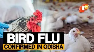 Bird Flu Outbreak in Odisha: Over 6,000 Chickens To Be Culled In Containment Drive