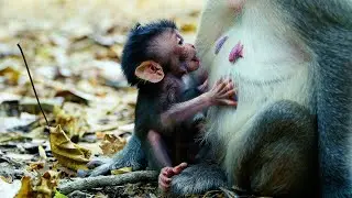 Baby Monkey Bessie is So Hungry! Why Won&rsquo;t Mom Feed Her?