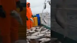 Chaos on the Deck: A Raw Moment of Commercial Fishing at Sea#CommercialFishing#LifeAtSeaOceanHarves