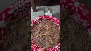 Calculating your cats calories for weight loss