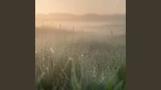 Soft Light Across the Meadow