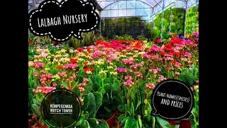 Lalbagh Botanical Garden | Gem of bengaluru | Lalbagh Nursery | Plants & Prices | Must visit place