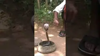 Kobra, Snake, Schlange Schlangenbeschw&ouml;rer #kobra #cobra #snake #snakevideo #schlange #cobra