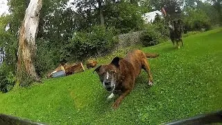 when sneaky dogs attack