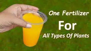 How to make Mustard Cake, Tea leaf and Turmeric Powder Compost| All in One Fertilizer for all Plants