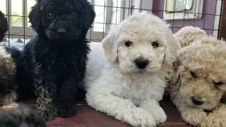 6 Week Old  Standard Poodle Puppies