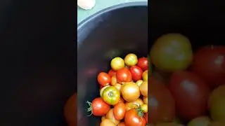 Tomato from Dutchbucket