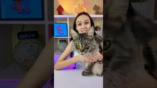 Топ из шерсти кота 😱