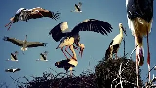 Wild World - The White Stork | Drone Footage of Stork Bird | Stork Bird Baby