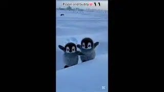 Cute and adorable little penguins 🥺