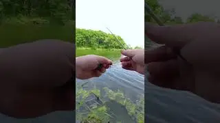 Fast microfishing!#microfishing #microfish #tinyfishing #tinyfishingrod