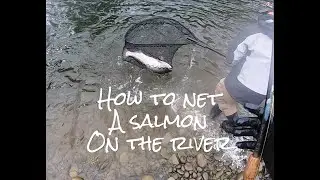 How to net a Salmon on the River