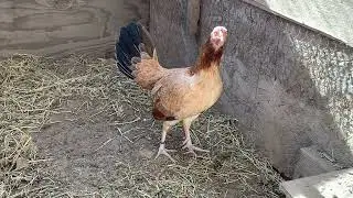 Allen Roundhead hen