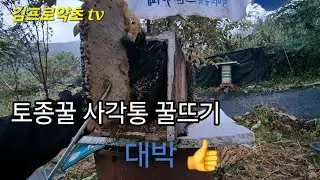 #토종꿀 채밀 시작합니다 #사각통꿀뜨기 대박입니다 😍😍
