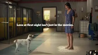 PEDIGREE&reg; Love at First Sight Dog Adoption Ad | Rain