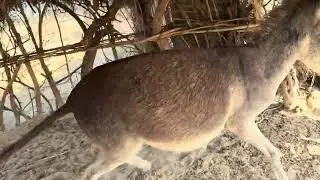 Super donkey mating #donkey #donkeyo