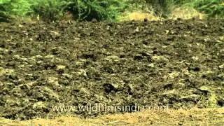 Ploughed land in Solapur, Maharastra