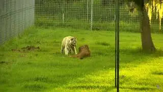 [8/19/18] - Cameron & Zabu   Zabu Teasing Cameron