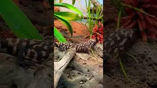 Gila Monster Lizard Relaxing
