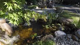 Koi Ponds | Virginia Water Gardens