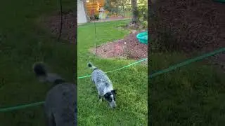 Pool time.#summer #dog#play#&rsquo;blueheeler#crazy#dog#dogshorts #reels#fun#outdoors#crazy#water#happy