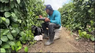 Colheita da pimenta do reino no estado do ESPÍRITO SANTO 