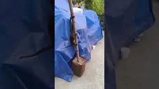 cat exercise